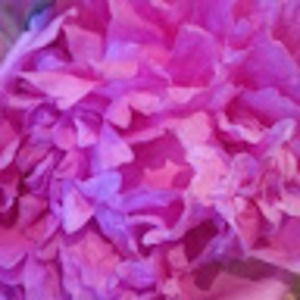 Meet your Posher, Maria